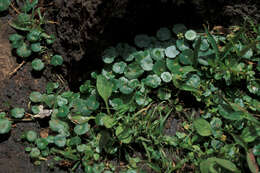 Image of whorled marshpennywort