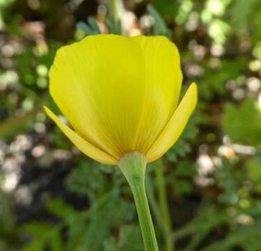 Image of tufted poppy