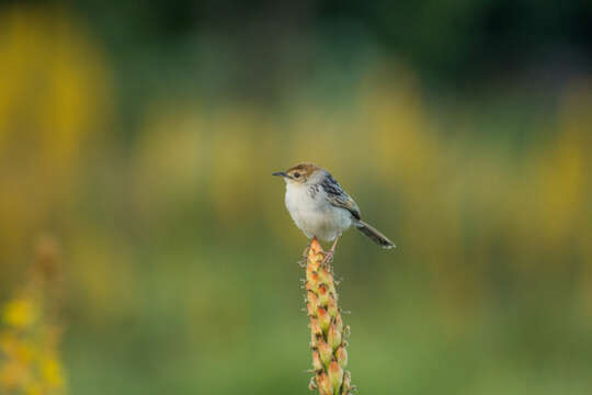 Image of Cisticola tinniens tinniens (Lichtenstein & Mhk 1842)