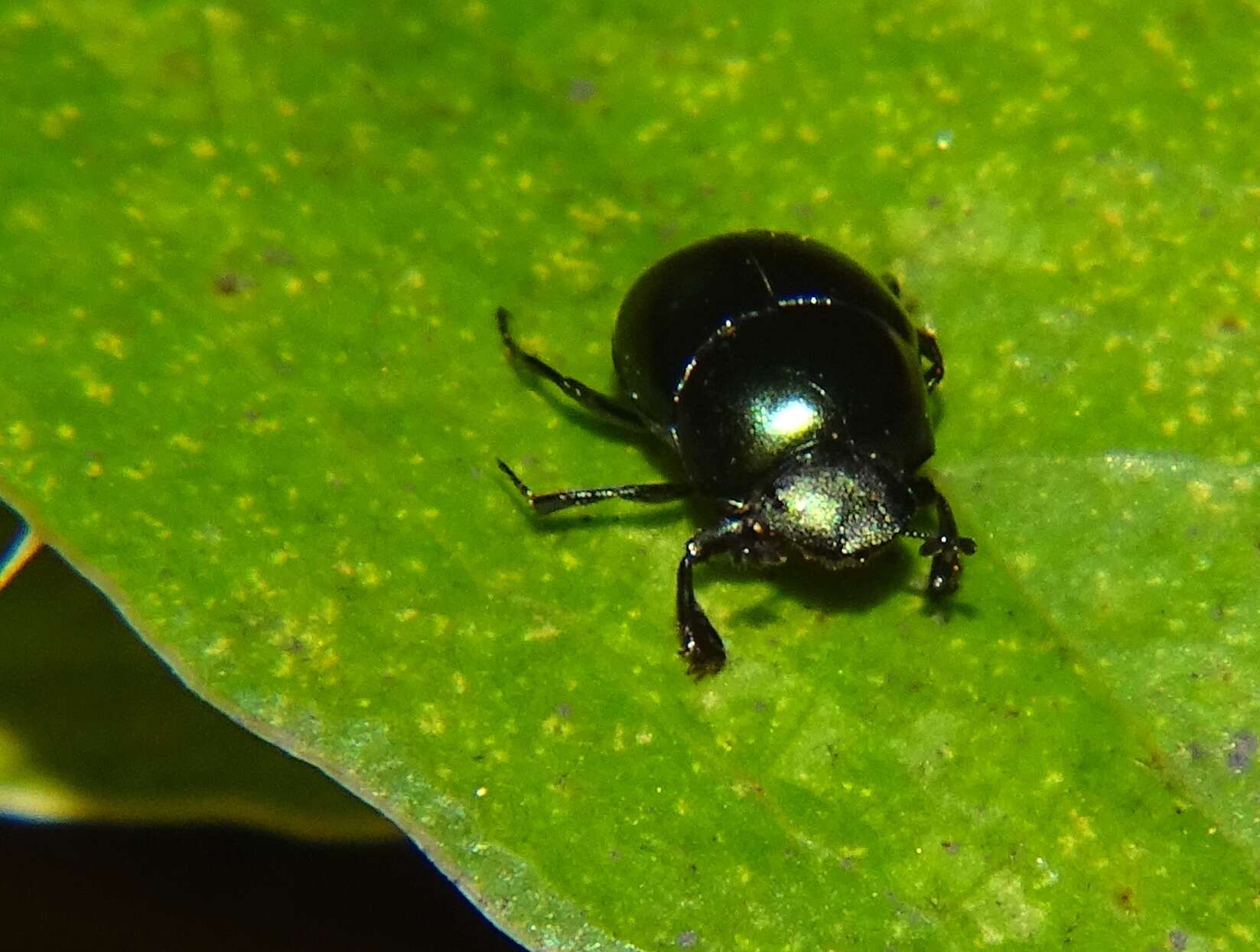 Image of Canthon (Glaphyrocanthon) viridis (Palisot de Beauvois 1805)