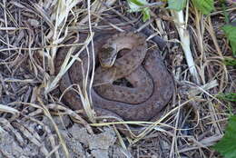 Image of Coronella austriaca austriaca Laurenti 1768