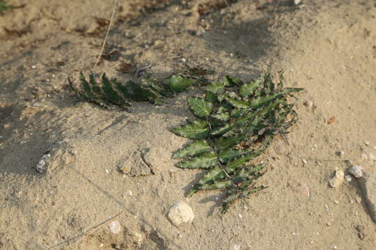 Image of Prostrate Milkweed