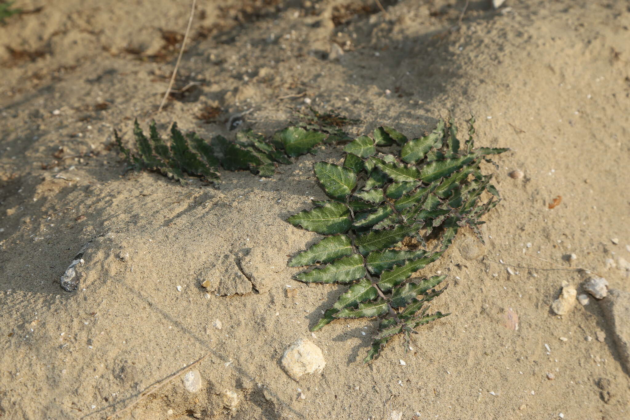 صورة Asclepias prostrata W. H. Blackw.