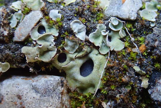 Image of chocolate chip lichen