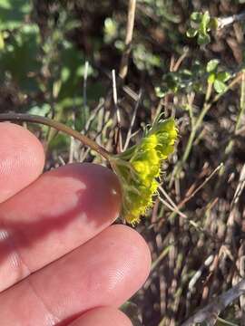 Image of coastal biscuitroot