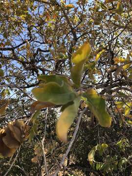 Imagem de Combretum zeyheri Sond.