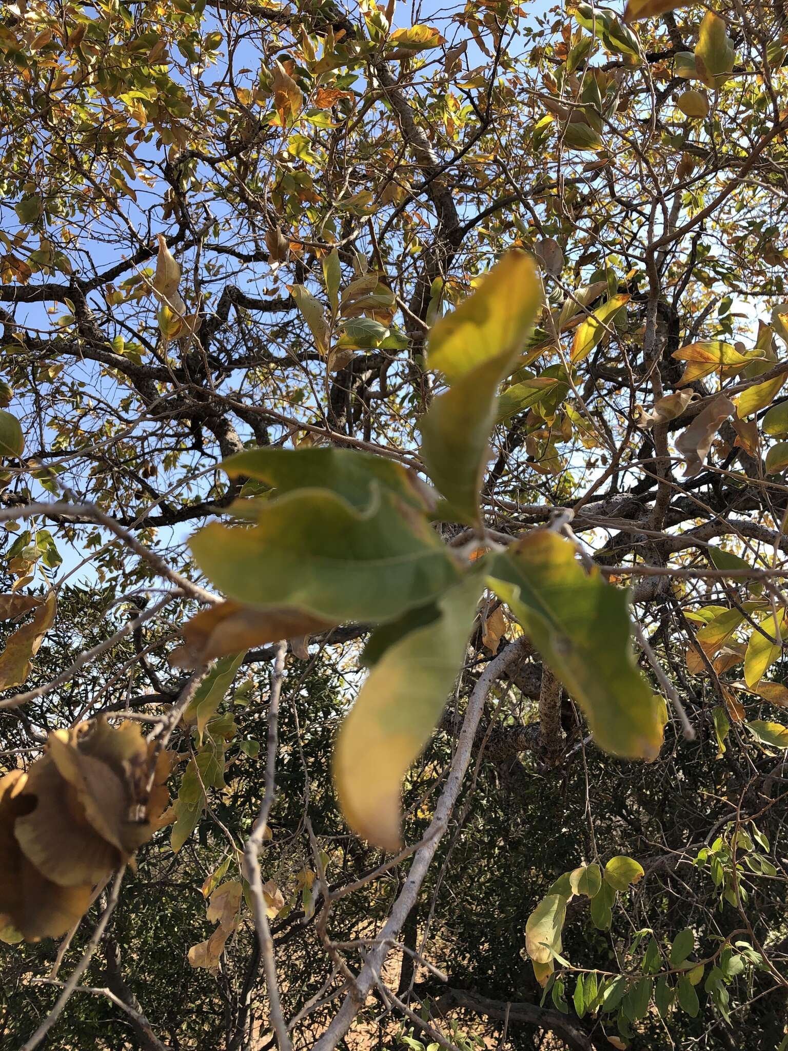 Imagem de Combretum zeyheri Sond.