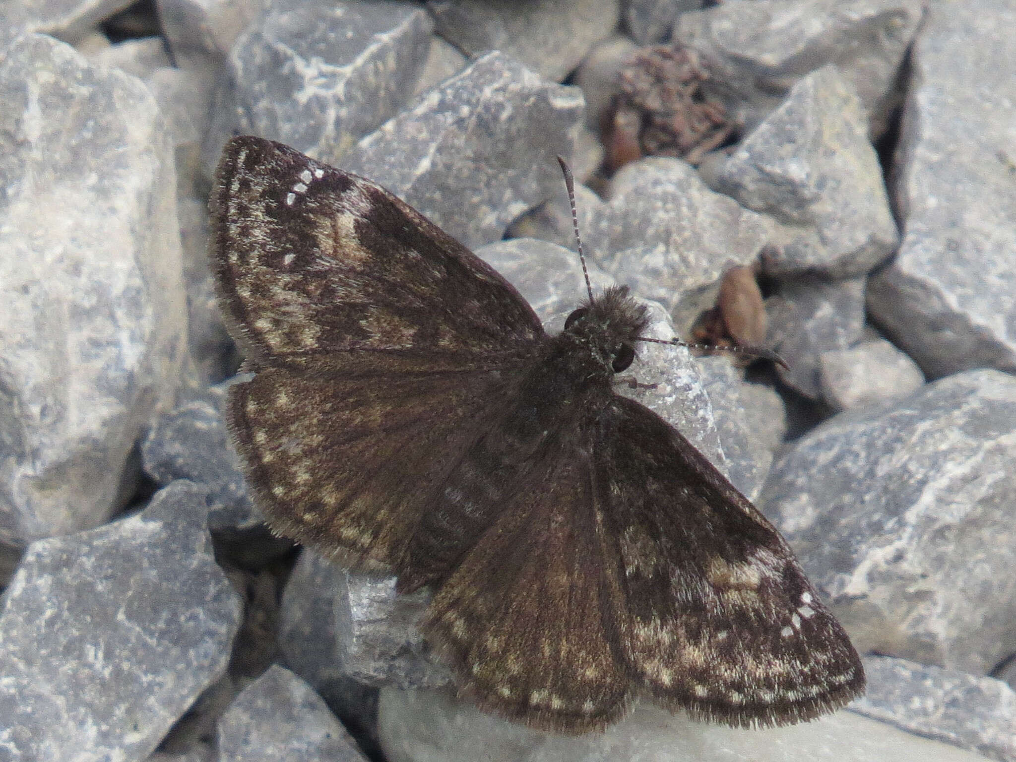 Image of Columbine Duskywing