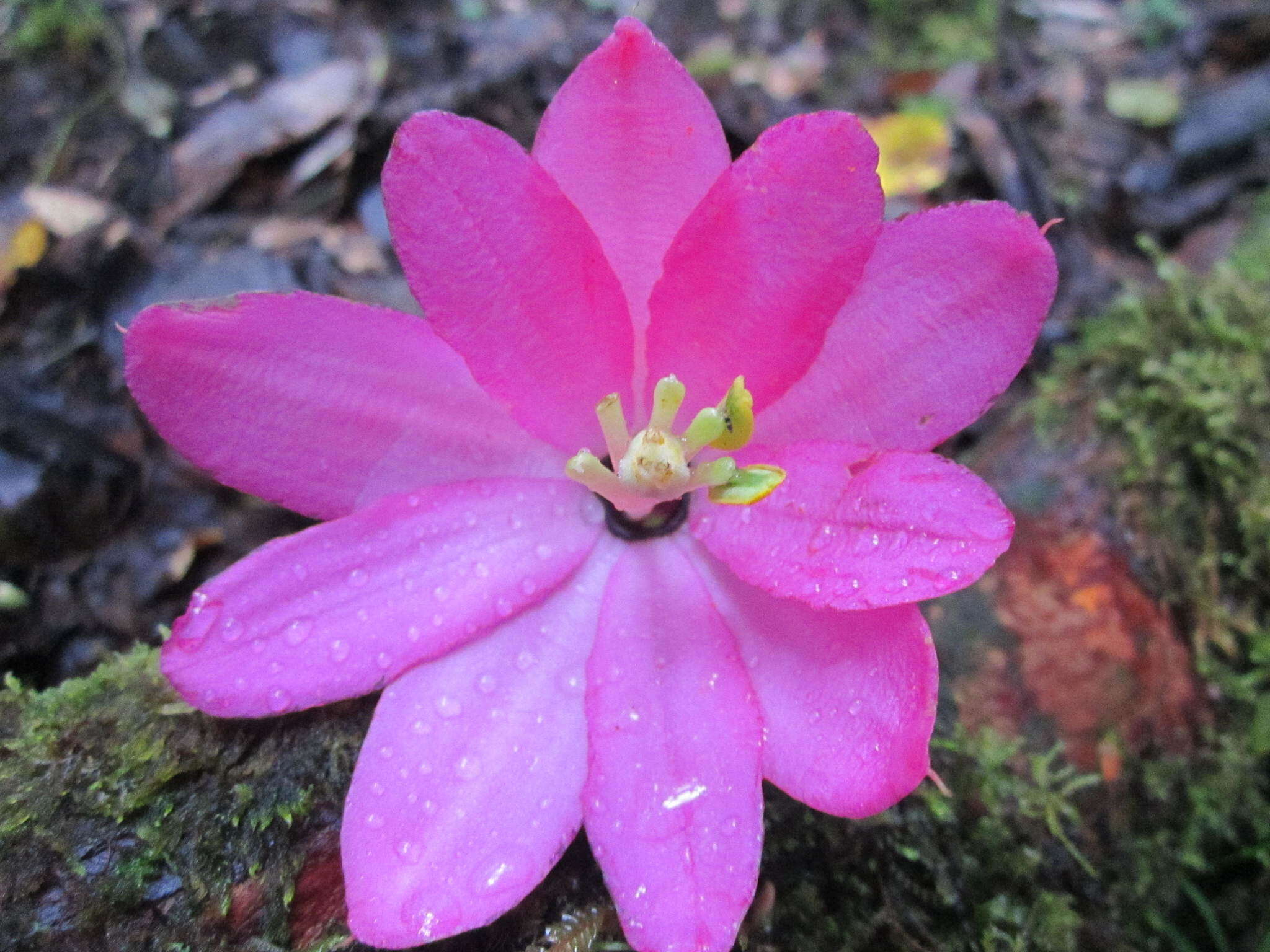 Imagem de Passiflora cuatrecasasii Killip