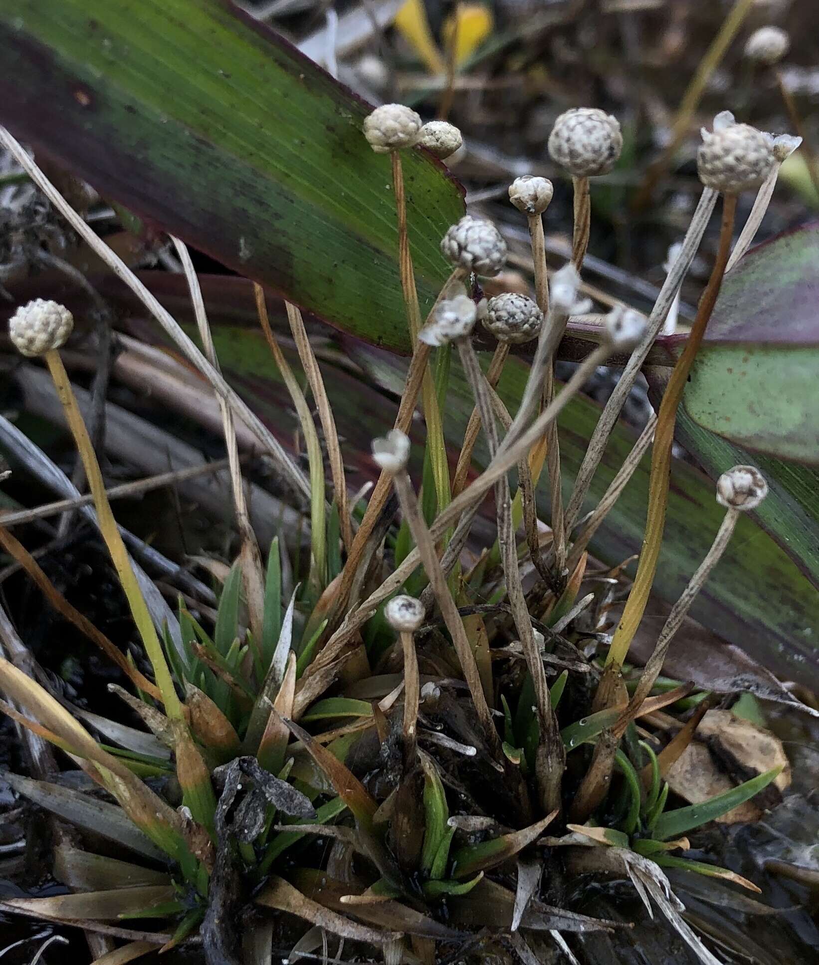 Image of rough pipewort