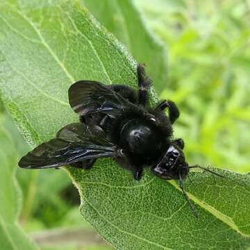 Image of Bombus diligens Smith 1861