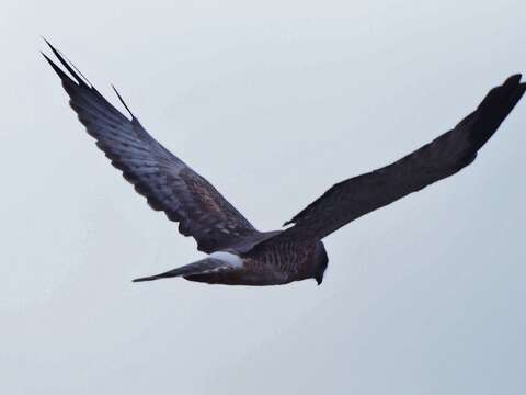 Image of Northern Harrier