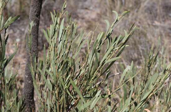 Слика од Daviesia mimosoides R. Br.