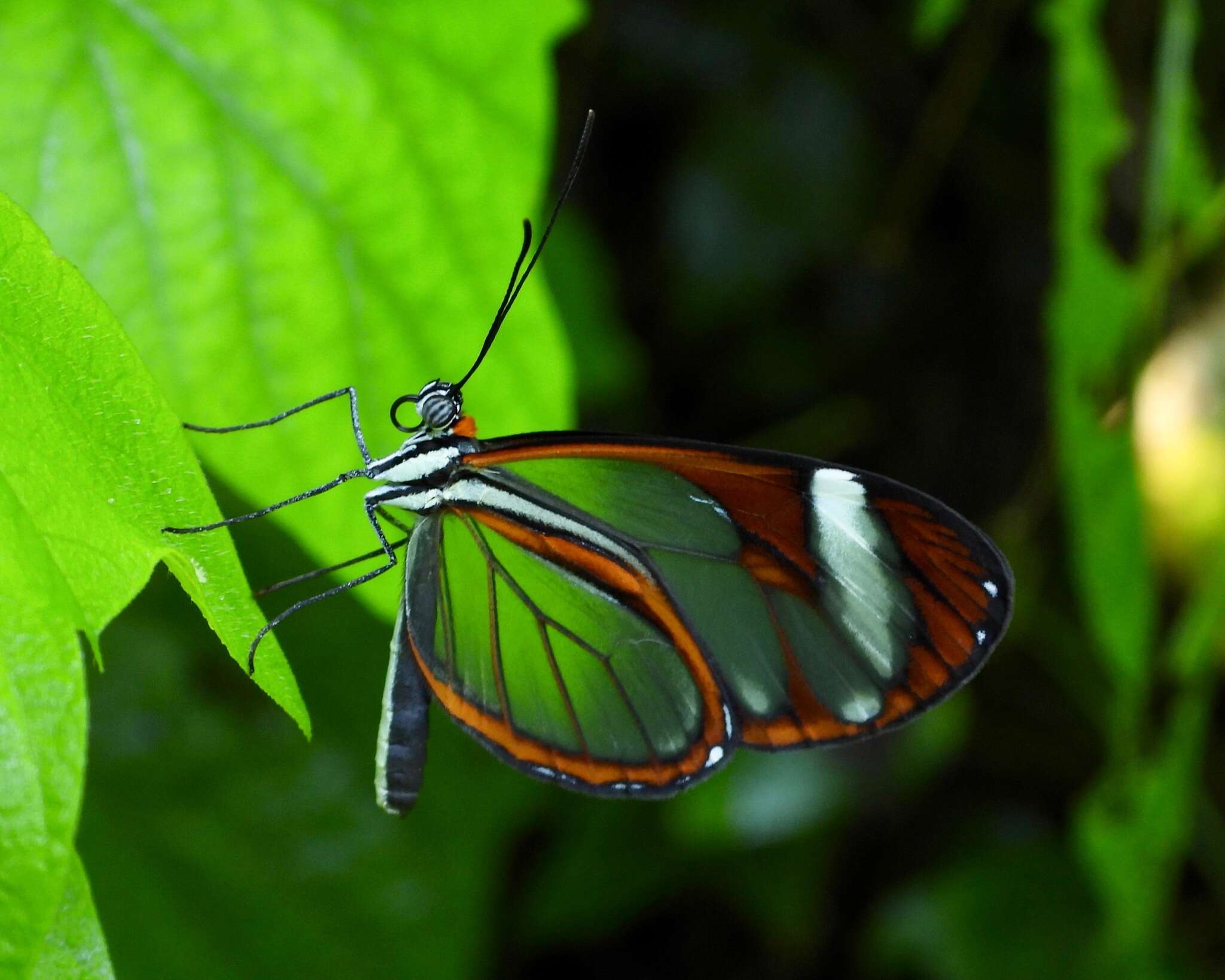 Image of Ithomia leilae Hewitson 1852