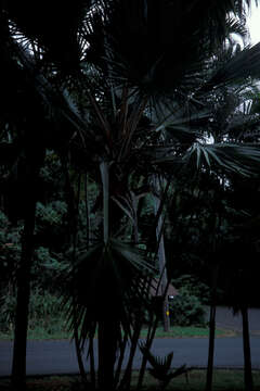 Image of Blue latan palm