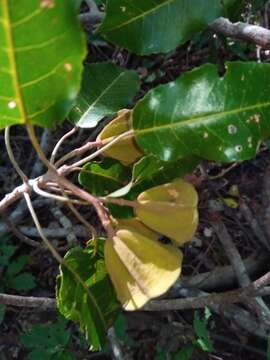 Image of Nesogordonia stylosa H. Perrier