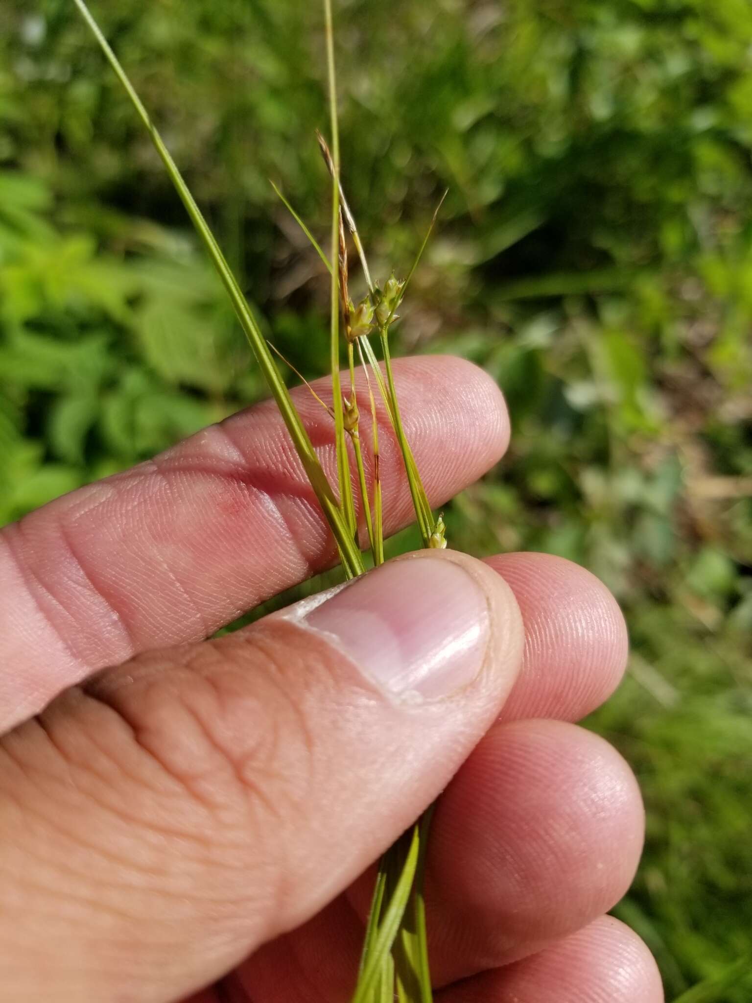 Image of New England sedge