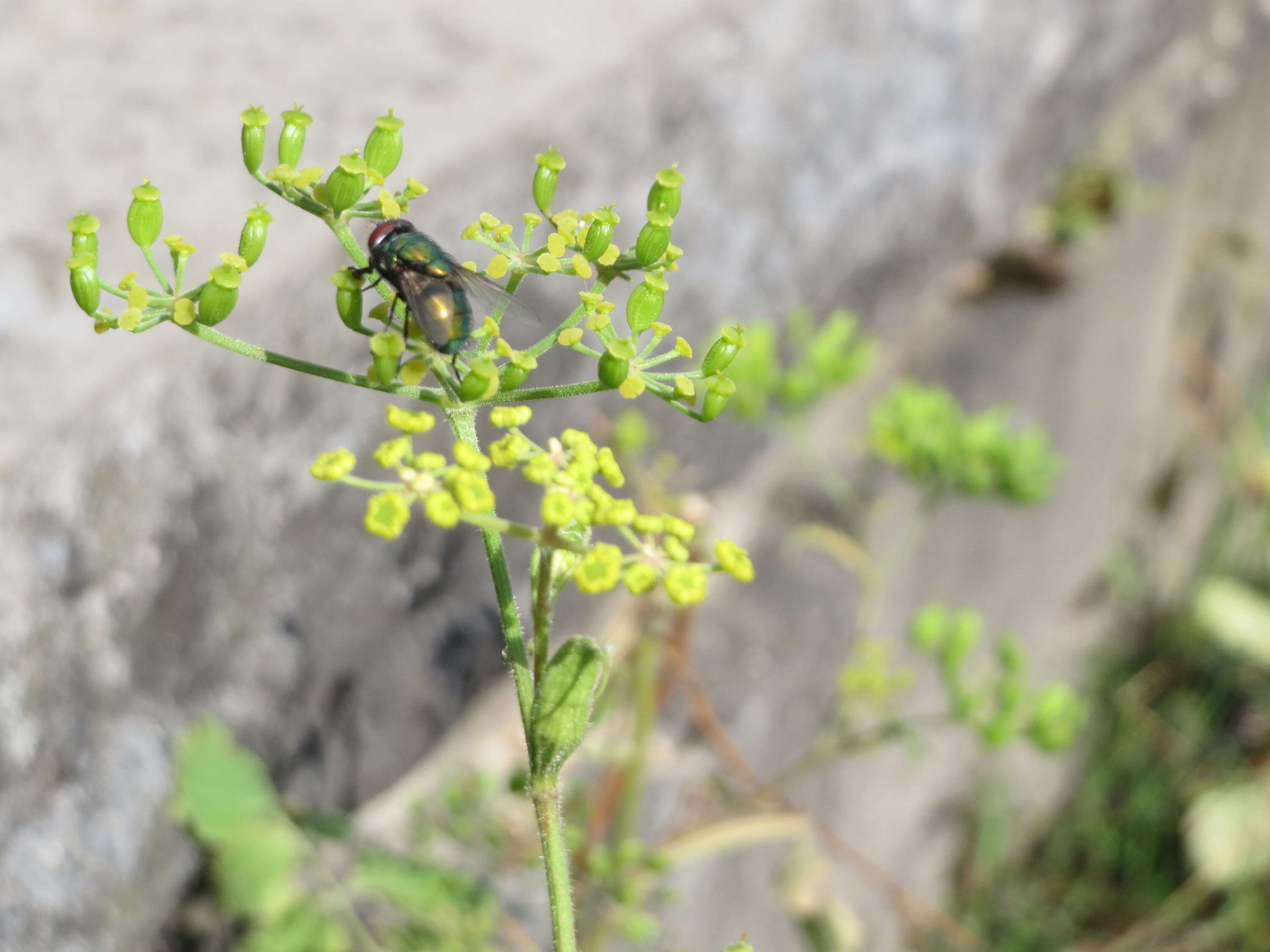 Image of wild parsnip