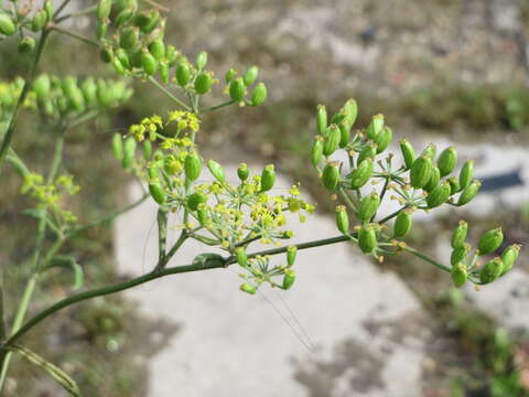 Image of wild parsnip