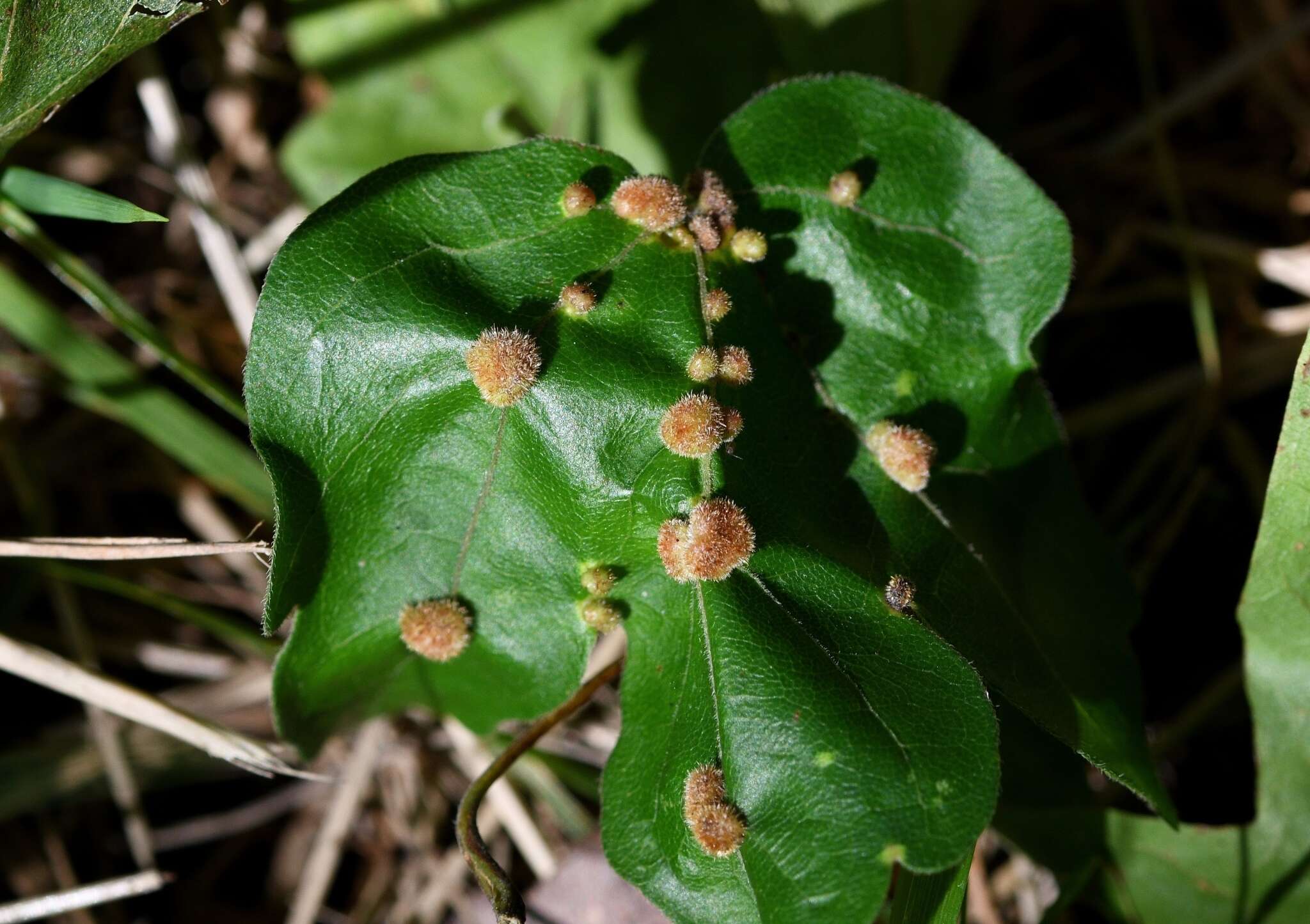 Image of <i>Aceria macrochela</i>