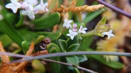 Imagem de Valeriana bracteata Benth.