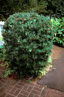 Image of East African Yellowwood