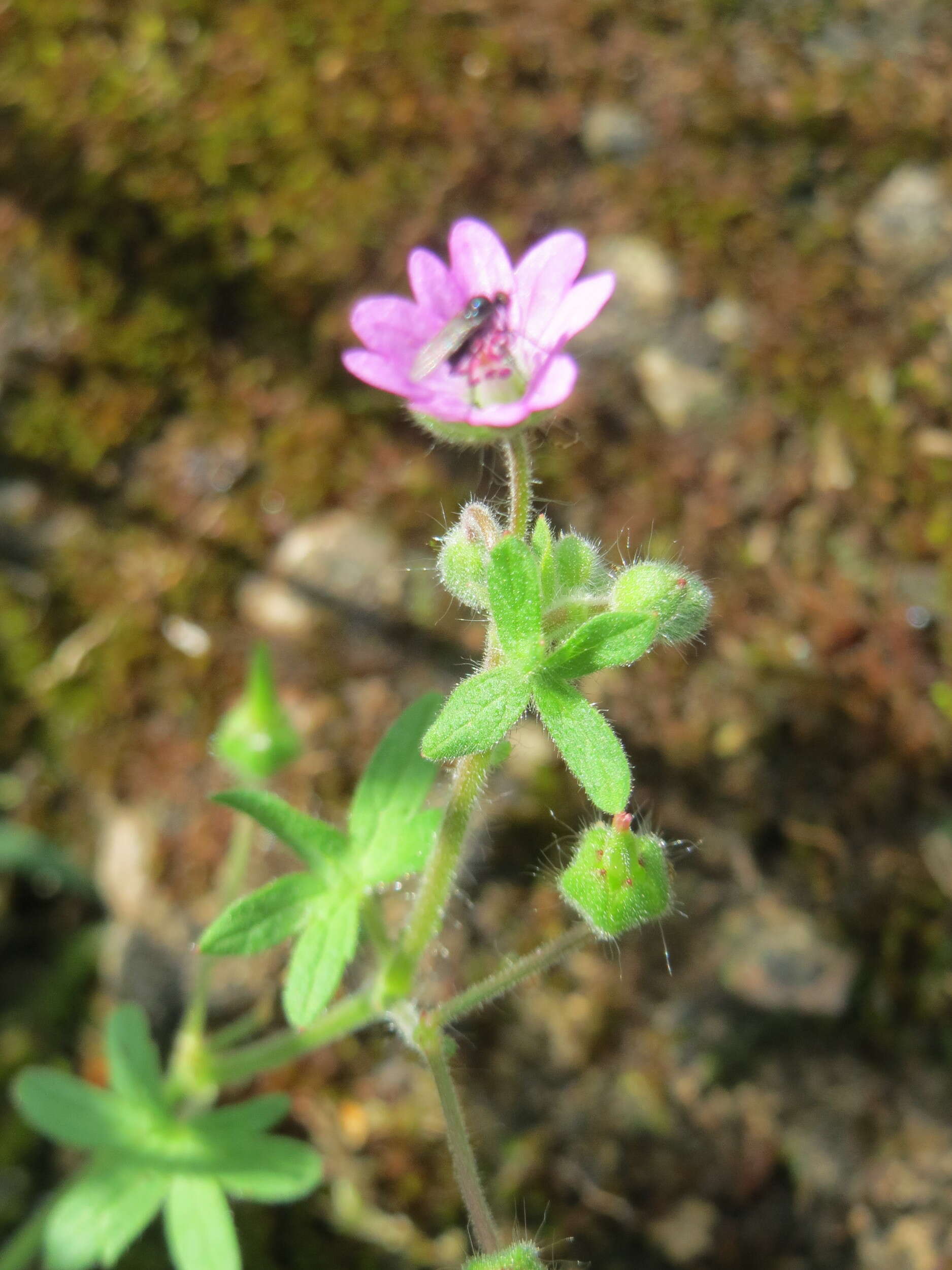 Imagem de Geranium molle L.