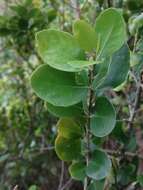 Melicytus venosus Courtney, Heenan, Molloy & de Lange resmi