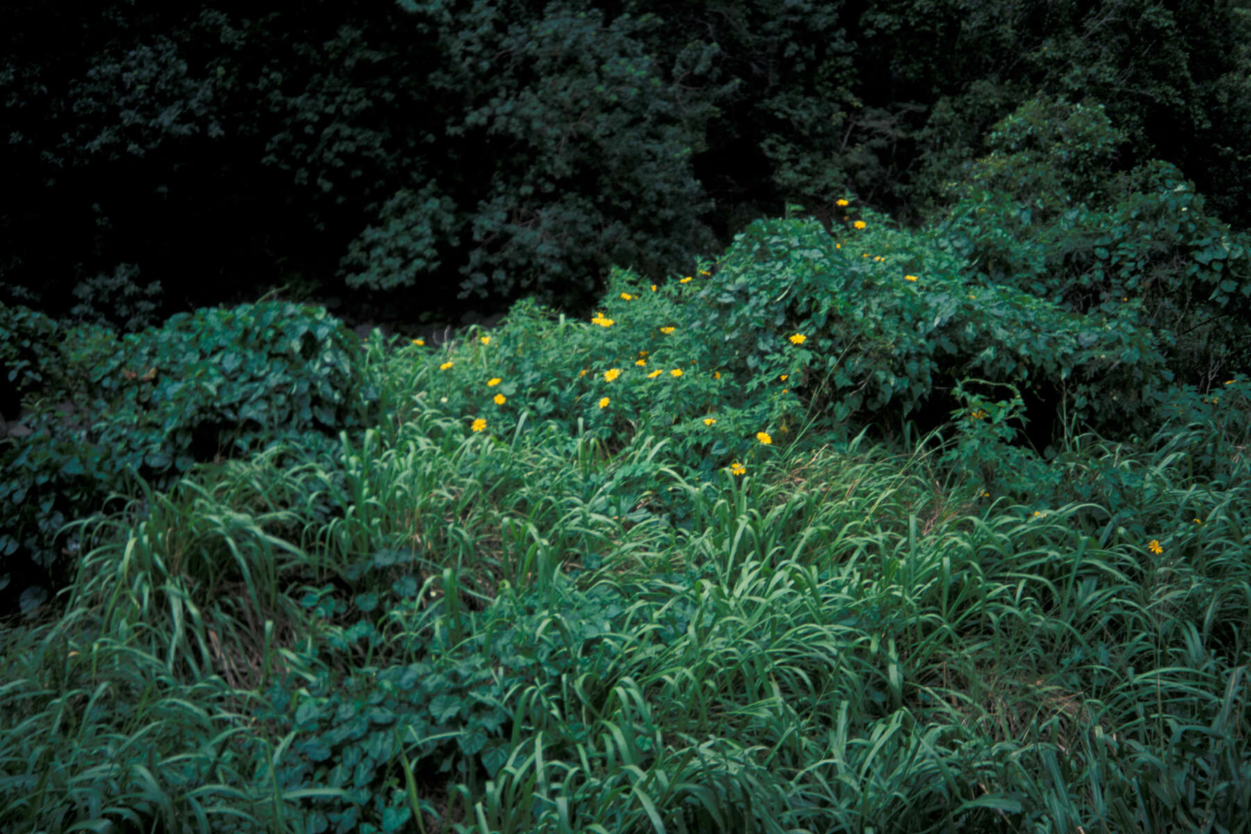 Image de Tournesol mexicain