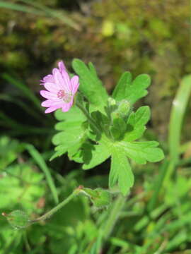 Imagem de Geranium molle L.