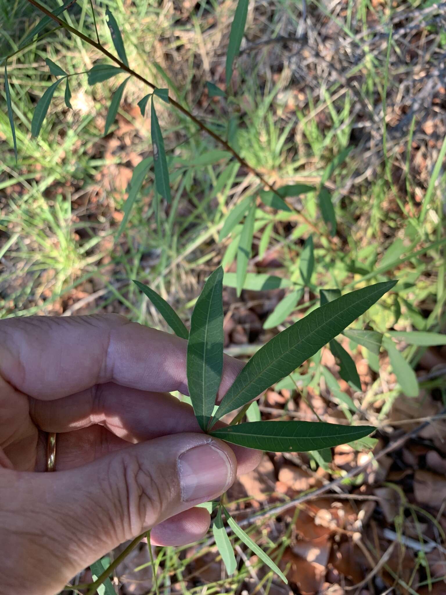 Image of Searsia pendulina (Jacq.) Moffett