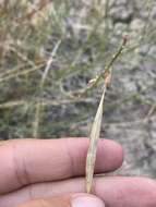 Imagem de Astragalus lonchocarpus Torr.