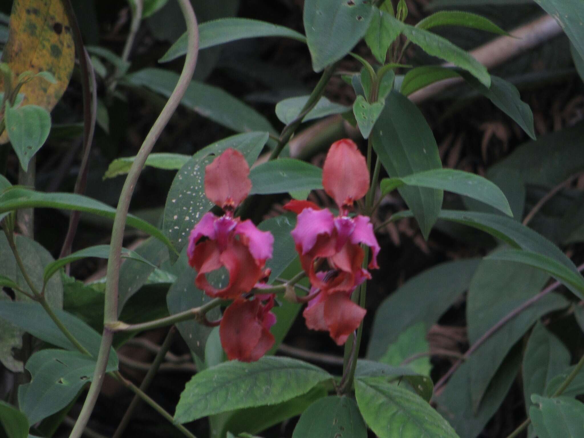 Image of Cyrtochilum orgyale (Rchb. fil. & Warsz.) Kraenzl.