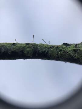 Image of needle lichen