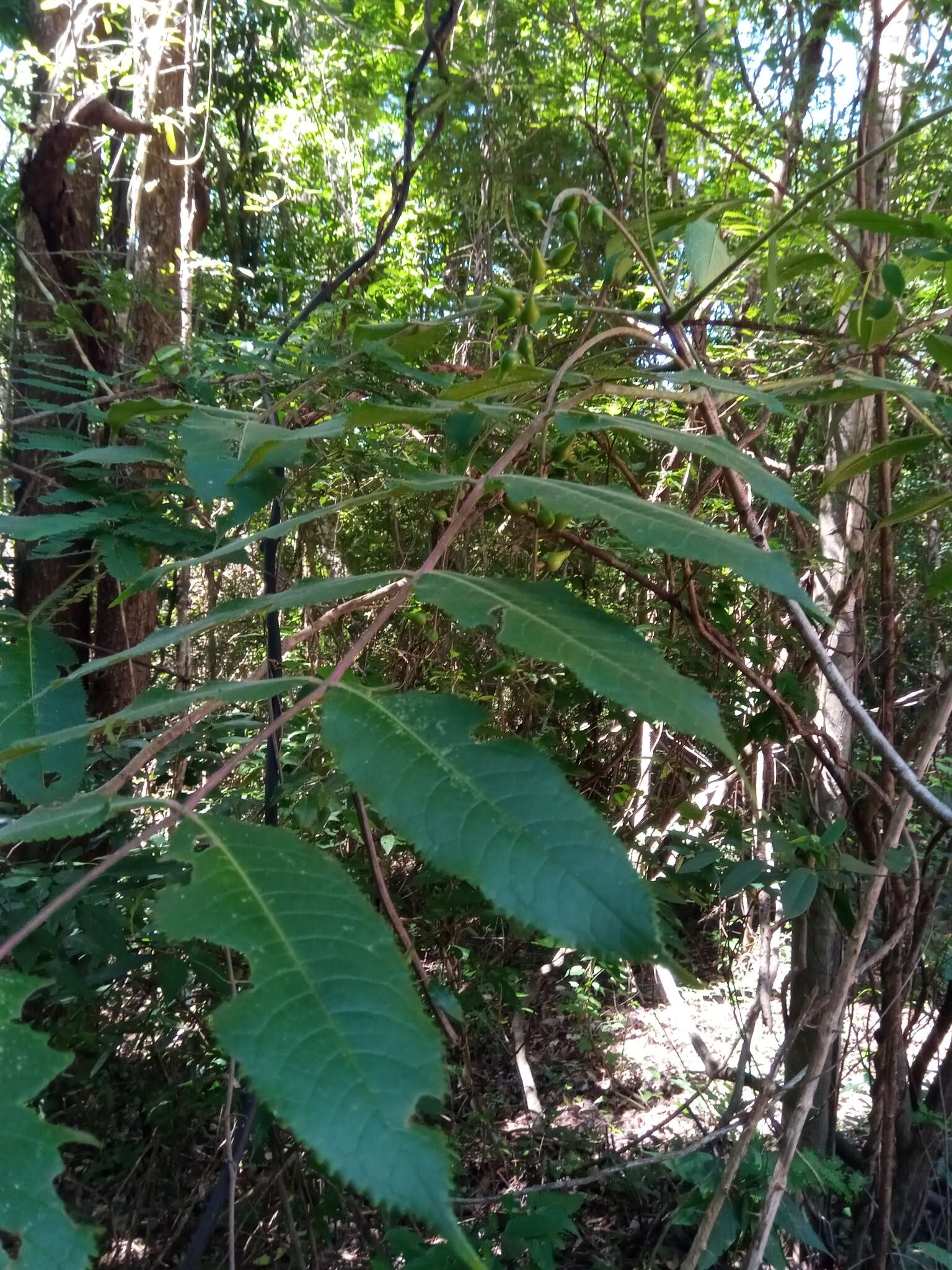 Sivun Commiphora grandifolia Engl. kuva