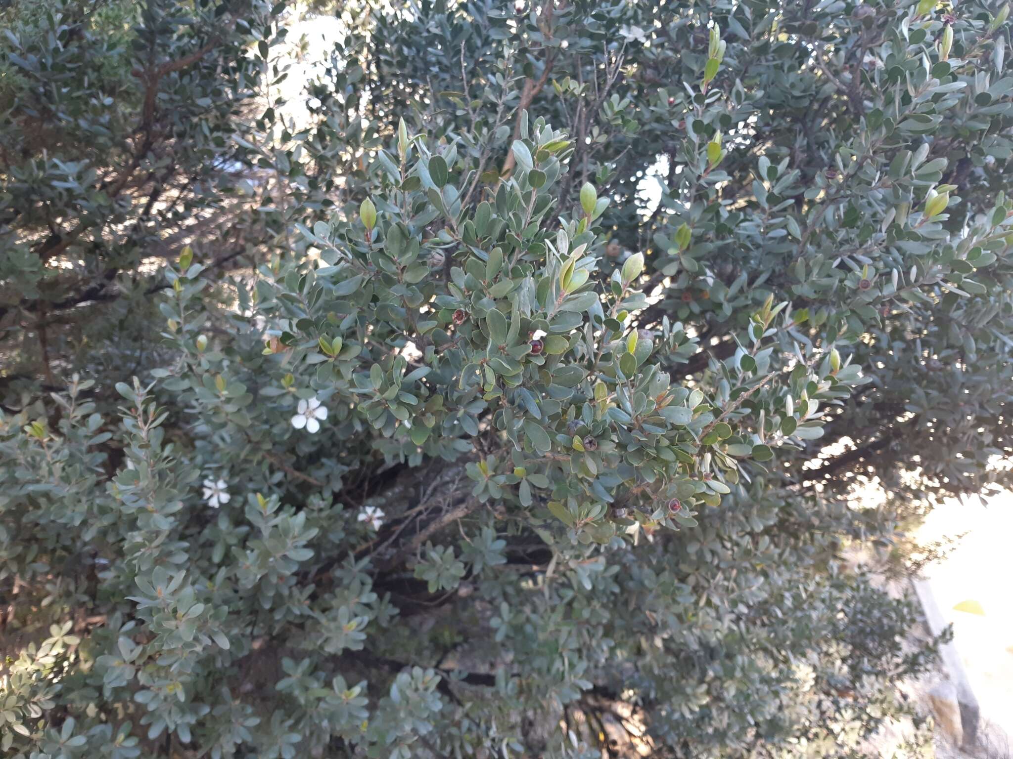 Sivun Leptospermum grandiflorum Lodd. kuva