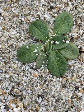 Image of Myosotis antarctica var. traillii Kirk