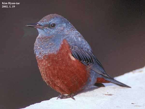 Image of Blue Rock Thrush