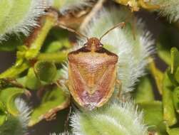 Image of Dendrocoris contaminatus Uhler 1897