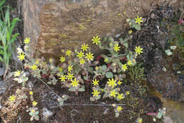 Image of Sedum modestum Ball