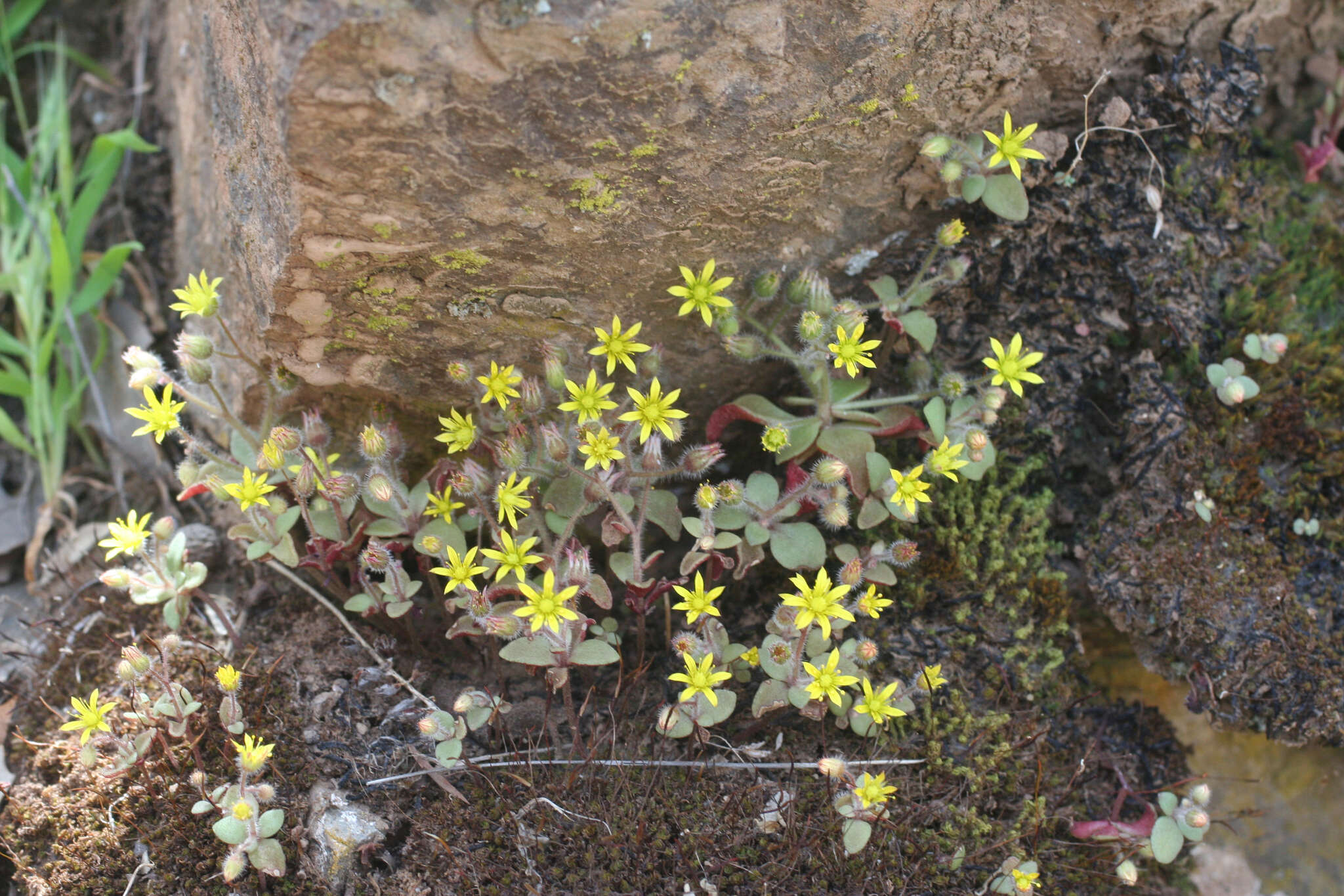 Image of Sedum modestum Ball