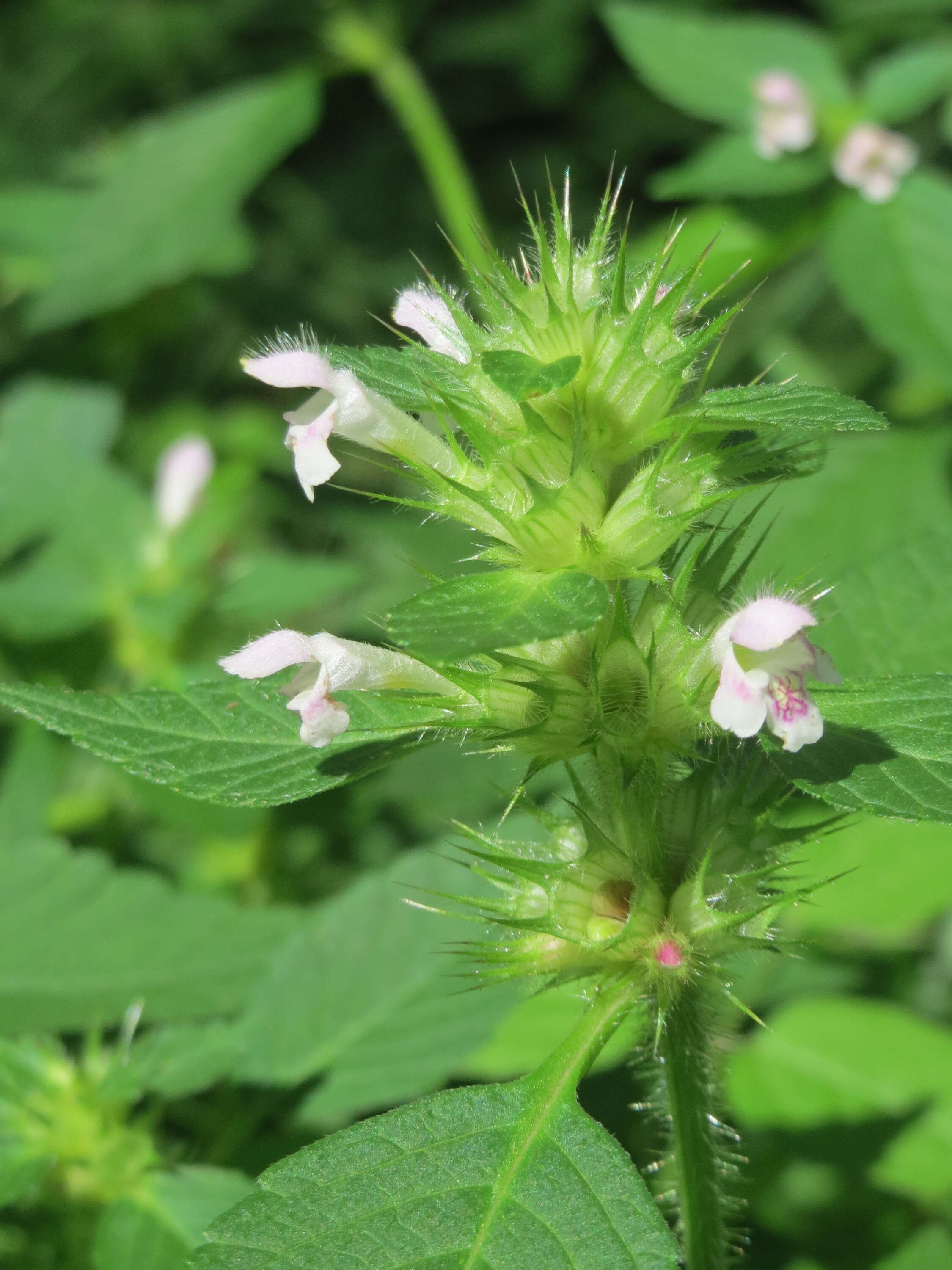 Image of Common hemp nettle