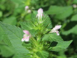 Image of Common hemp nettle