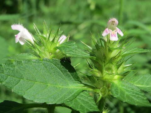 Image of Common hemp nettle