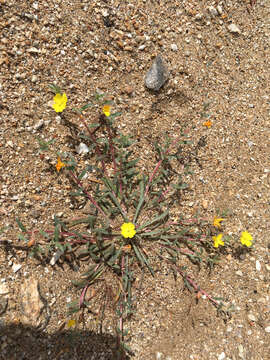 Image of Camissoniopsis pallida (Abrams) W. L. Wagner & Hoch