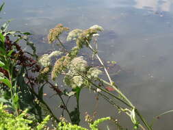 Image of wild angelica