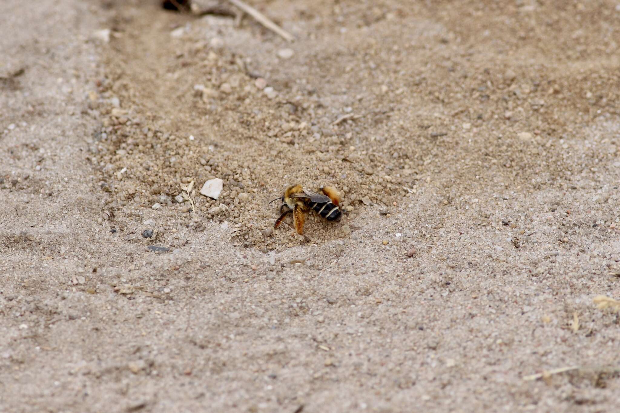 Image of Hairy-footed Bees