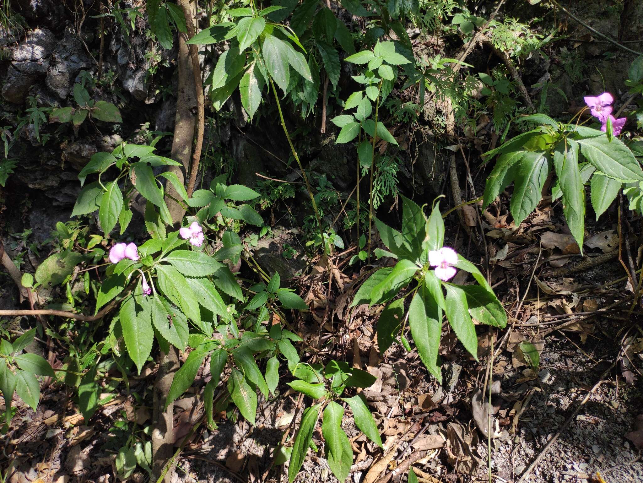 Image of Impatiens macrovexilla Y. L. Chen