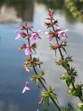 Слика од Stachys palustris L.