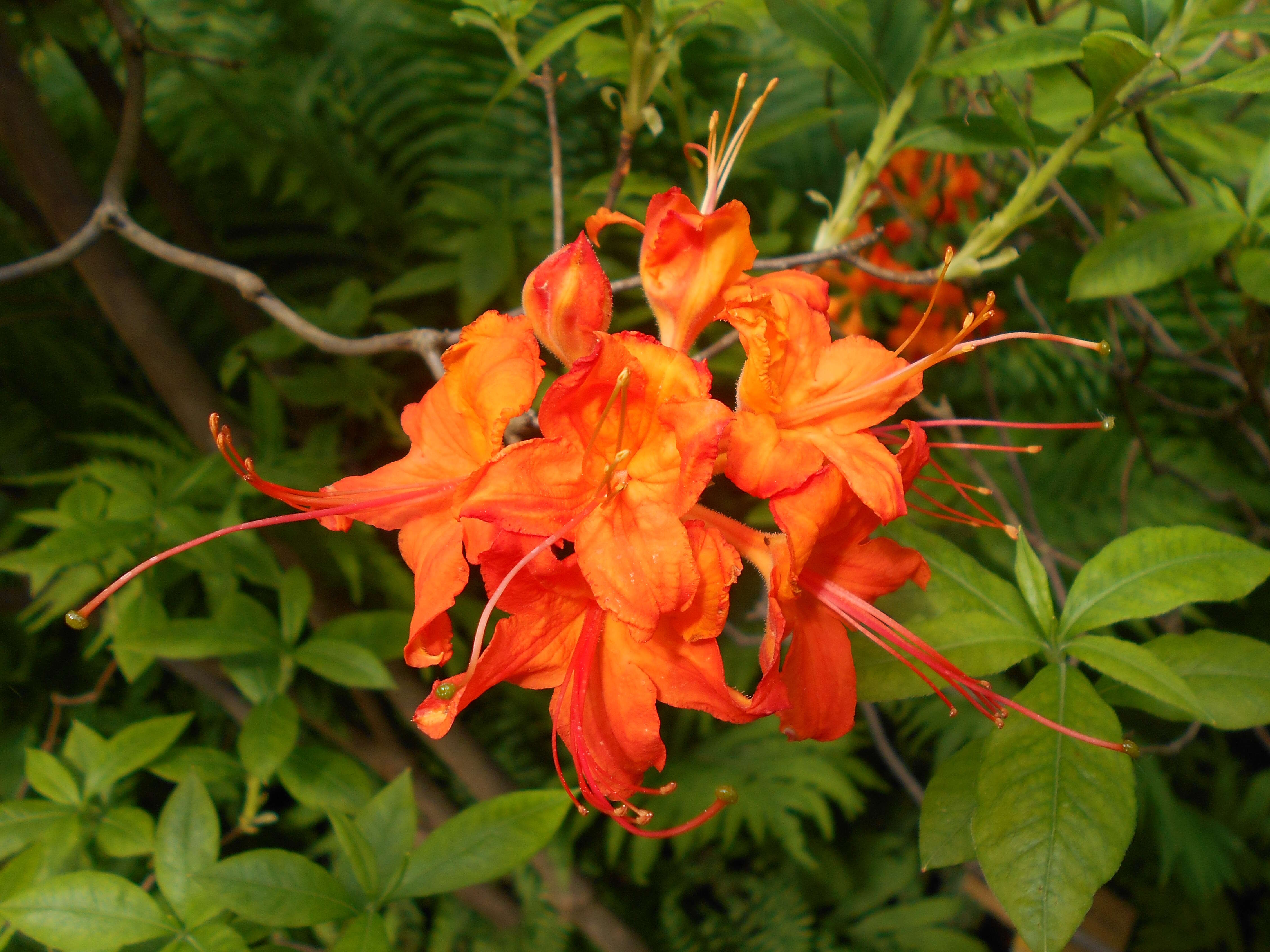 Image of flame azalea